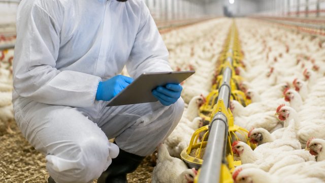Innovative Startup Aims to Slash Poultry Feed Expenses by 20%