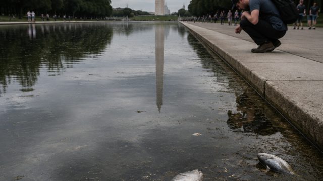 Controversy Surrounds Reflecting Pool Amid Vandalism and Animal Deaths