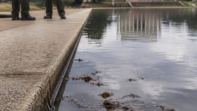 New Concerns Arise Over Reflecting Pool as Dead Ducks Discovered