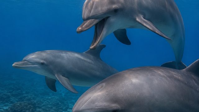 Dolphins Exhibit Memory of Aggressive Males During Mating Season